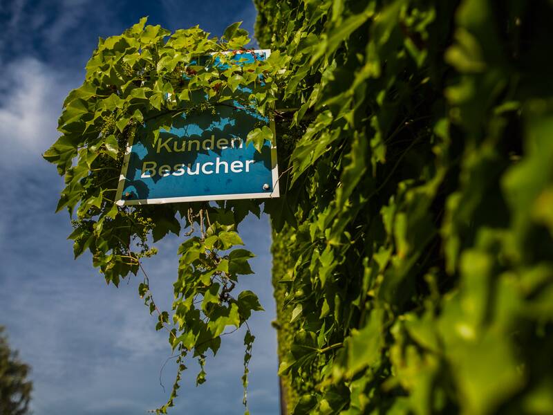 Ein Efeu überwuchertes Schild an einem Gebäude