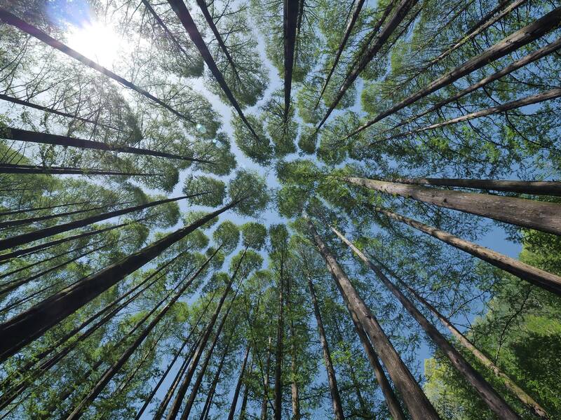Blick in den Himmel durch hoch aufragende Baumstämme, die von oben von Sonnenlicht beleuchtet werden.